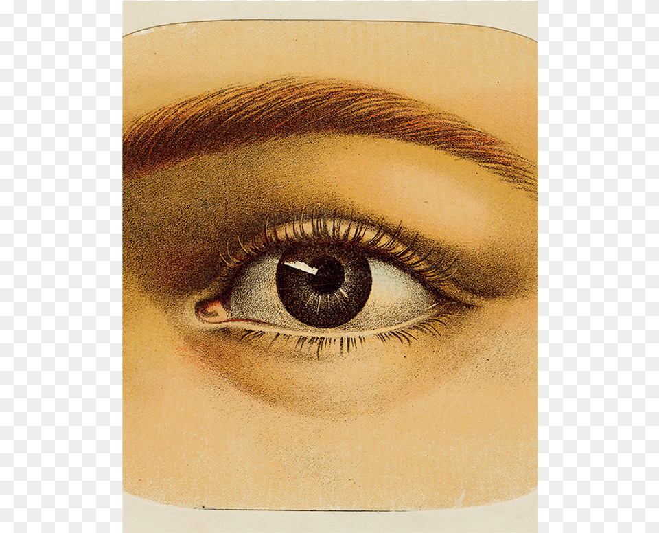 Eye Shadow, Art, Adult, Female, Person Png Image