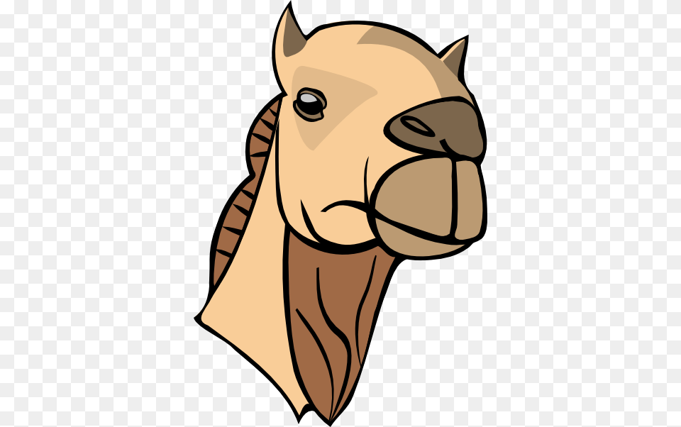 Eye Shadow, Animal, Camel, Mammal, Baby Png Image