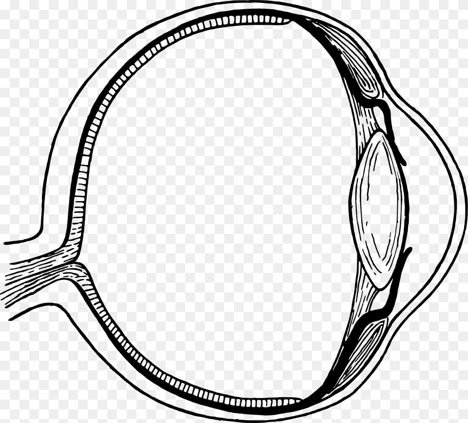 Eyeball Anatomy Vector Clipart Gray Png Image