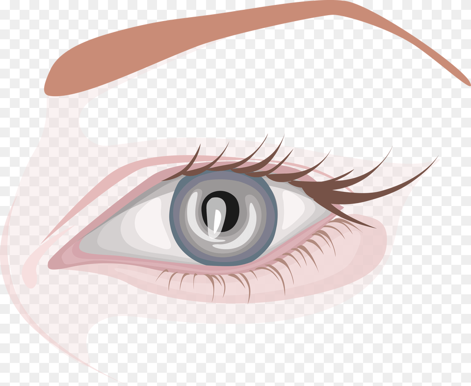 Eyebrow Vector Simple Close Up, Art, Drawing, Animal, Contact Lens Png Image