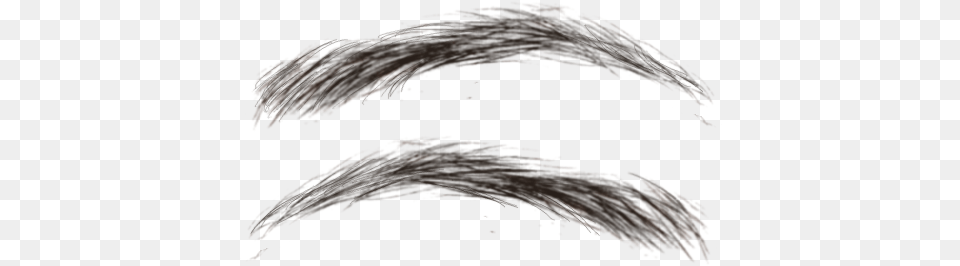 Eyebrows Eyelash, Plant, Reed, Fireworks, Animal Free Transparent Png