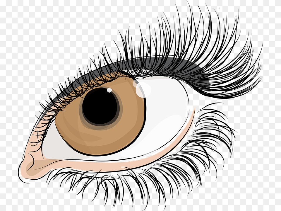 Eyelash, Art Png