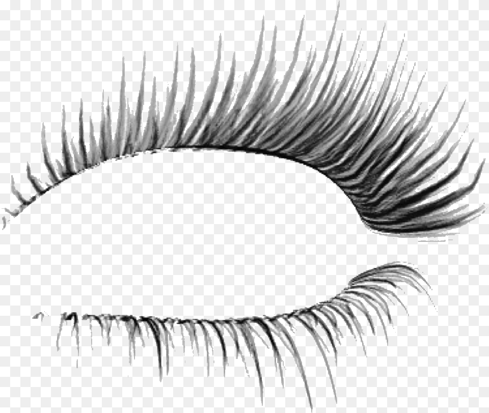 Eyelash Beauty Makeup Eye Eyemakeup Eyeliner Eyelashes Background, Accessories, Art, Animal, Jewelry Png Image