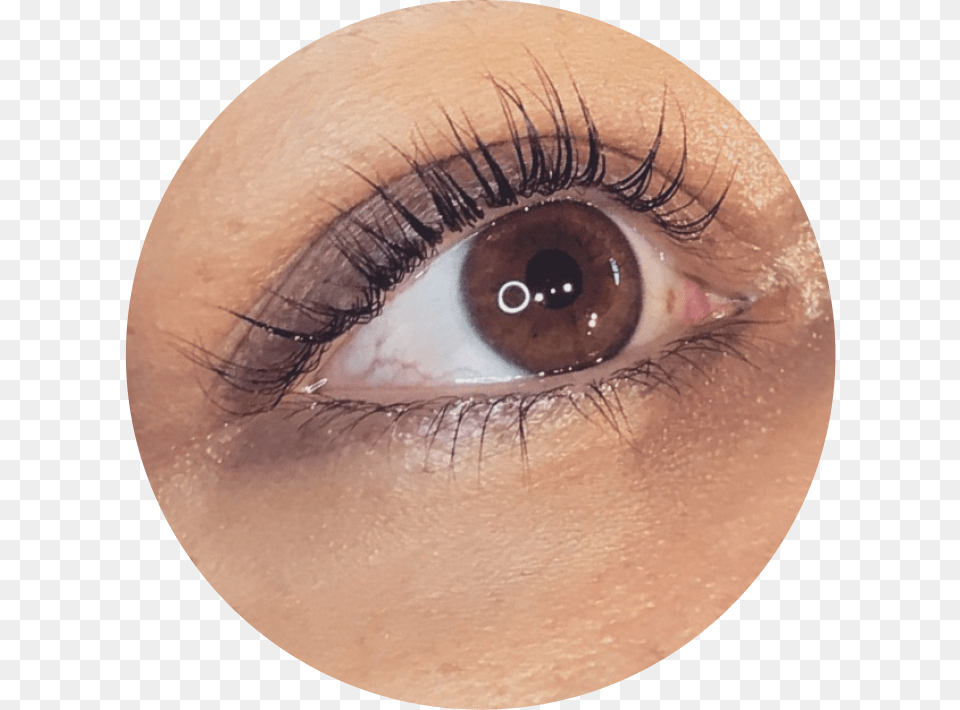 Eyelash Lifting Amp Tinting Eye Shadow, Baby, Person, Contact Lens, Face Free Transparent Png