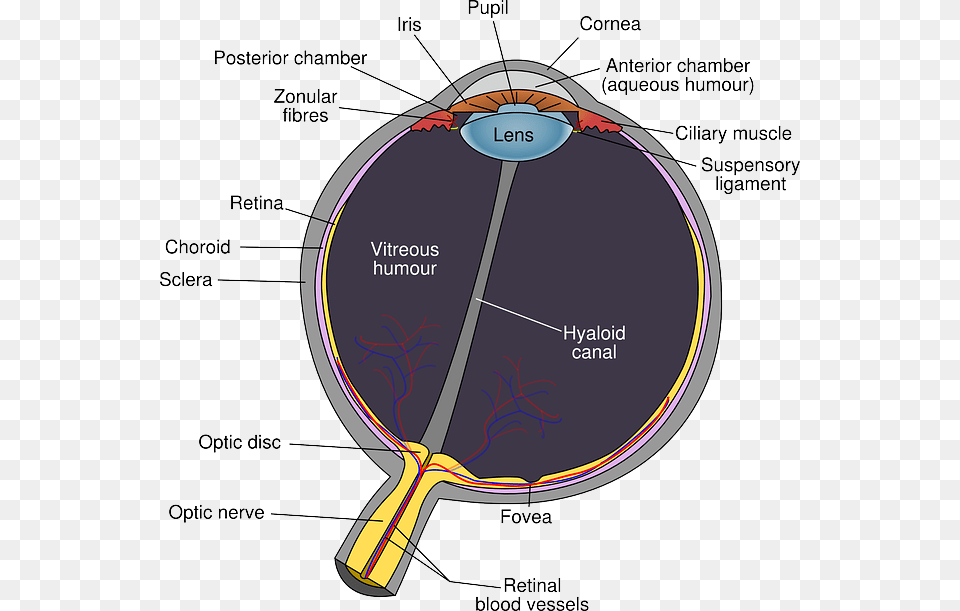 Eyes Eye Diagram Kids Human Cartoon Eyeball Eye Diagram Optic Disc, Racket, Ammunition, Grenade, Weapon Free Transparent Png