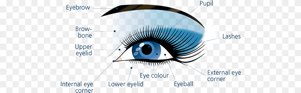 Eyes Generalities The Art Eye, Contact Lens Png Image