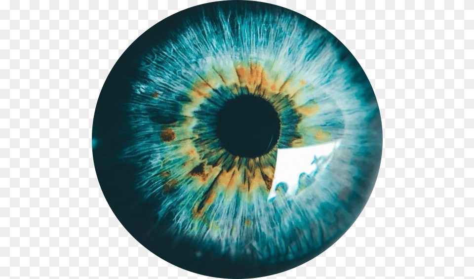 Eyes Ojosverdes Ojosazules Ojoslindos Ojosbonitos Turquoise Eyes, Accessories, Ornament, Pattern, Animal Free Png