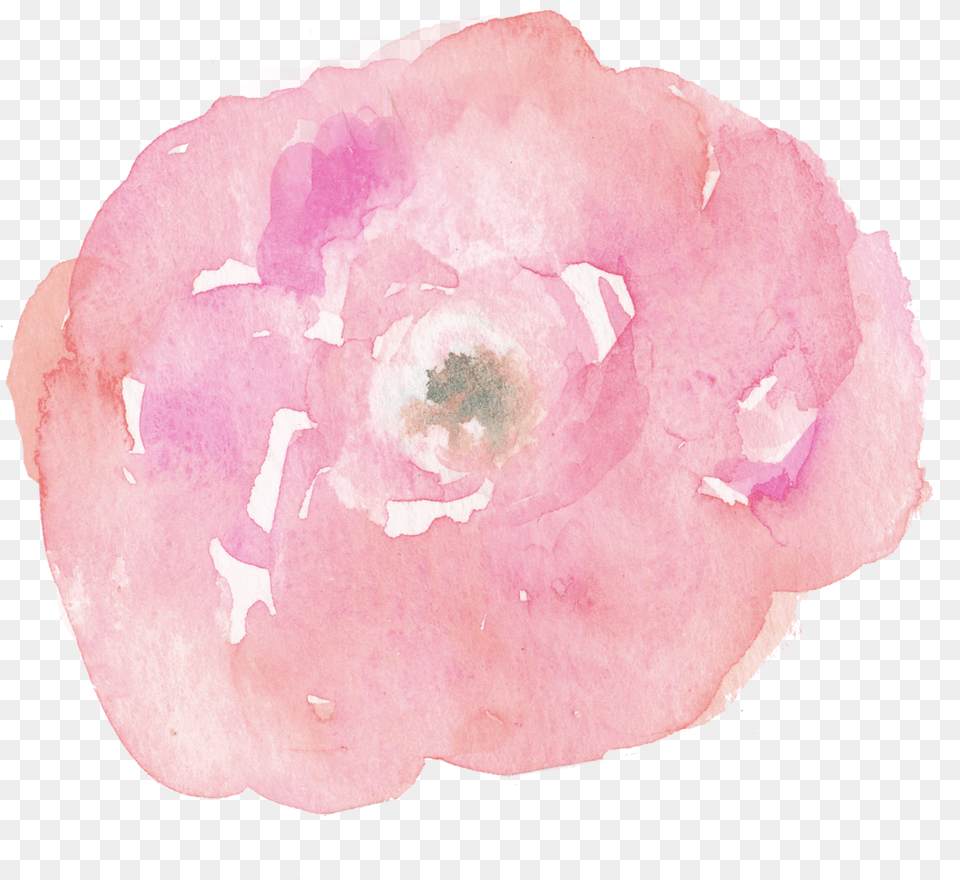 F A Q Watercolor Painting, Flower, Petal, Plant, Rose Free Transparent Png