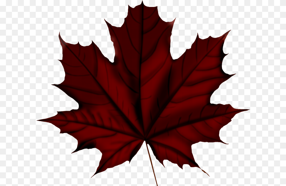 Fa Vintage Flowers Autumn Leaves Falling Canada Day 150 Anniversary, Leaf, Plant, Tree, Maple Leaf Free Png Download