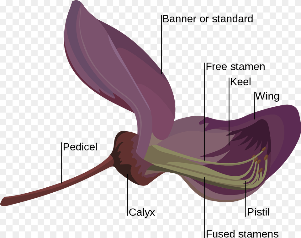 Fabaceae Flower, Plant, Petal, Animal, Fish Png