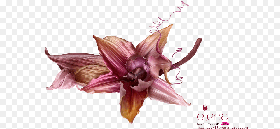 Fabric Flower Photo, Petal, Plant, Animal, Insect Png
