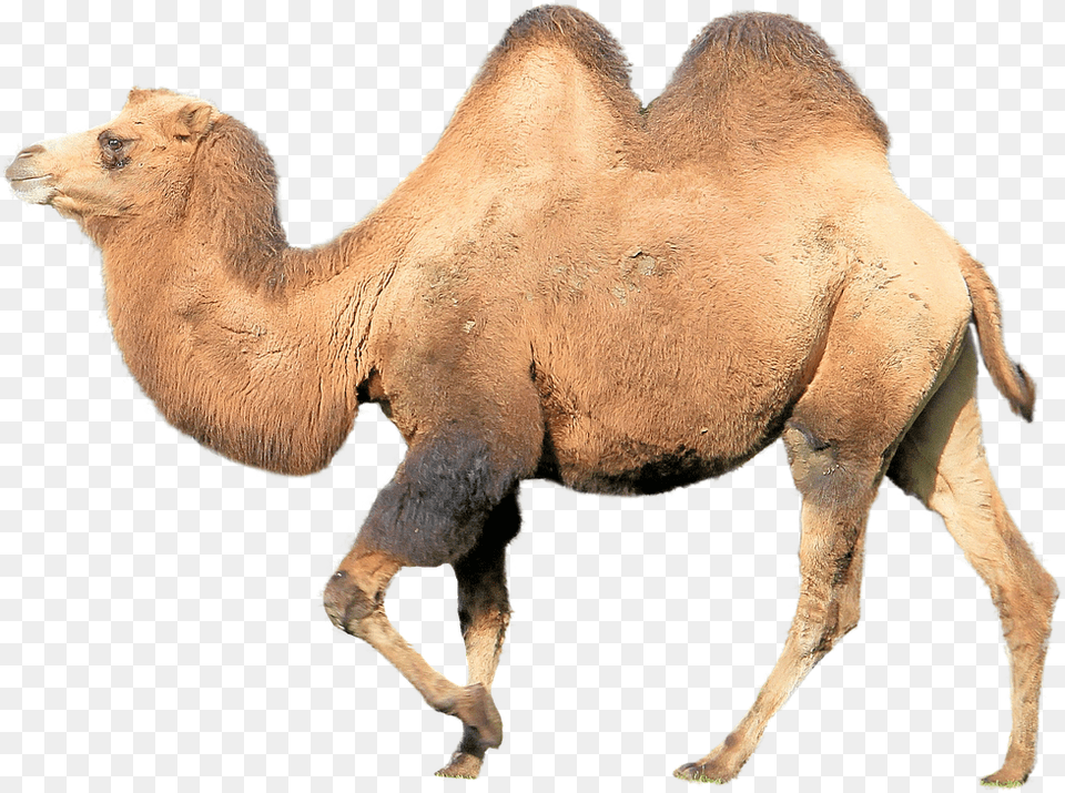 Face, Animal, Camel, Mammal, Antelope Png