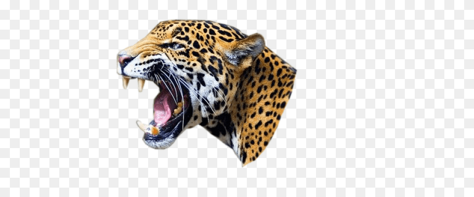 Face Open Mouth Transparent Jaguar, Animal, Mammal, Panther, Wildlife Png Image