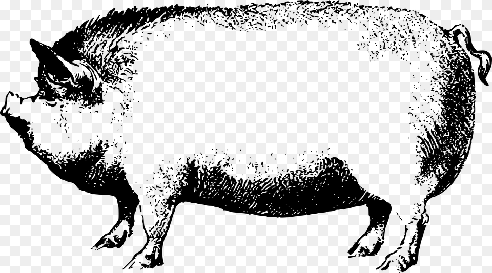 Face Pig Clipart Pig Animal Clip Art Downloadclipart Boar Black And White Clipart, Gray Png Image