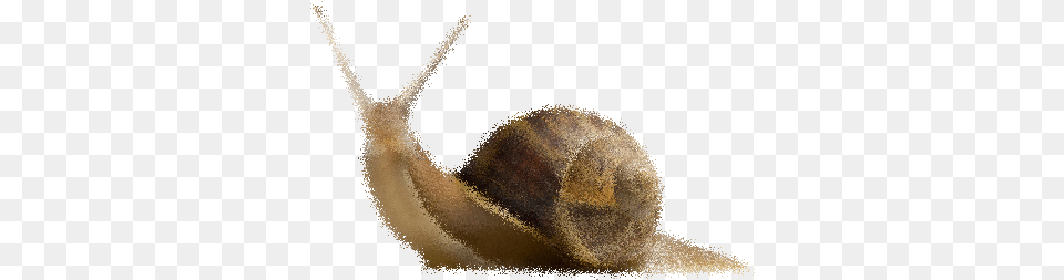 Facial, Animal, Invertebrate, Snail, Astronomy Png Image
