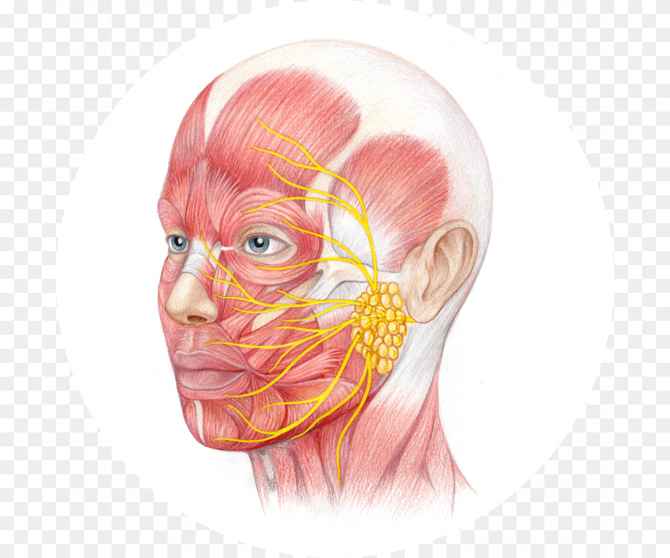 Facial Nerve Paralysis Facial Nerve, Face, Head, Person, Adult Png Image
