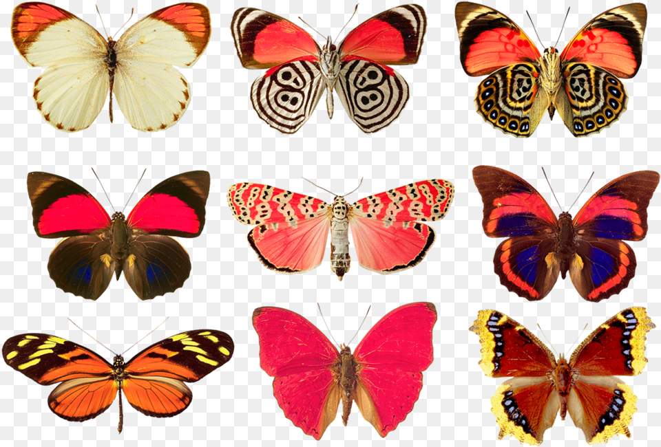 Facts About Butterflies For Kids, Animal, Butterfly, Insect, Invertebrate Png