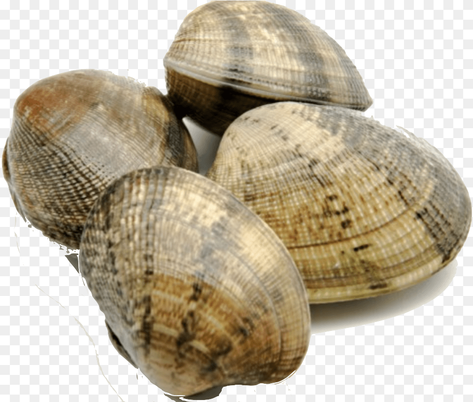 Facts About Clams Clam Facts, Animal, Food, Invertebrate, Sea Life Free Transparent Png