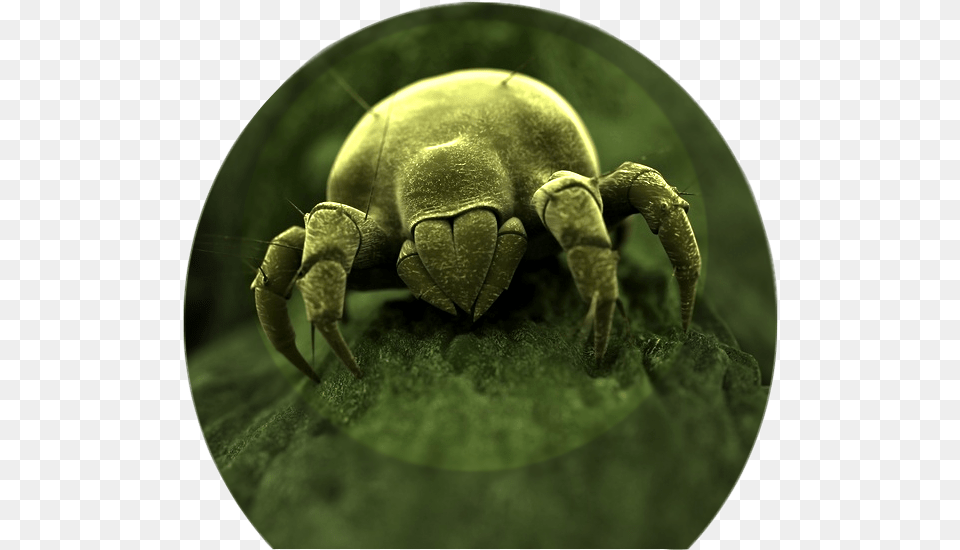 Facts About Dust Mites, Animal, Insect, Invertebrate Png