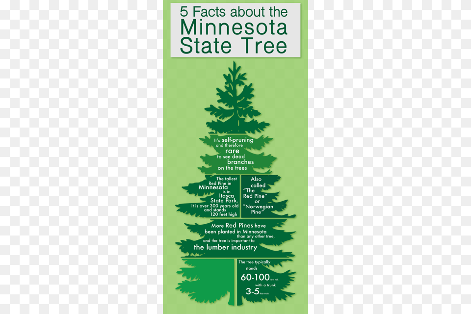 Facts About Minnesota State Tree Pine Tree Vector, Advertisement, Plant, Poster, Green Free Transparent Png