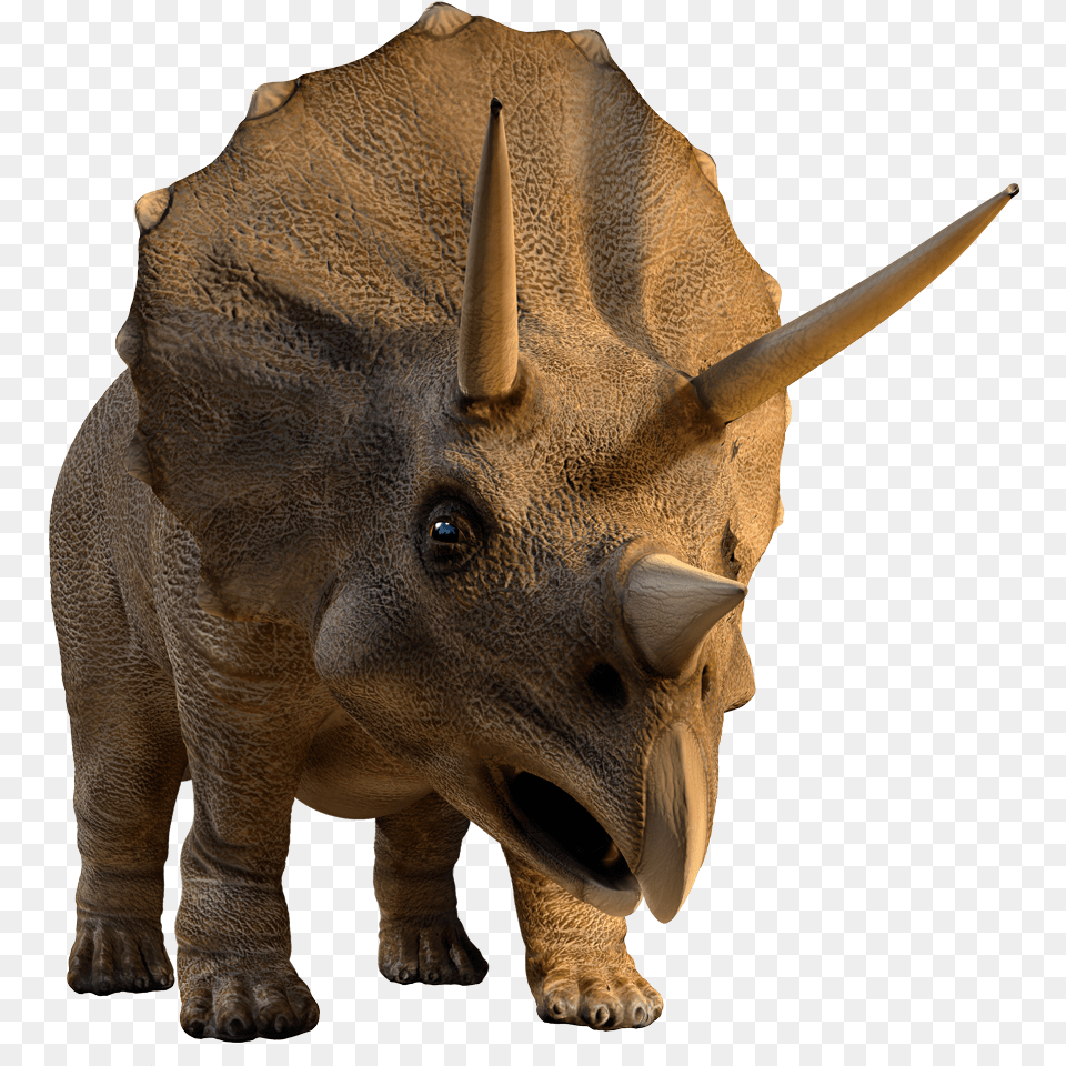 Facts About Triceratops Triceratops Dinosaurus, Animal, Dinosaur, Reptile Free Transparent Png