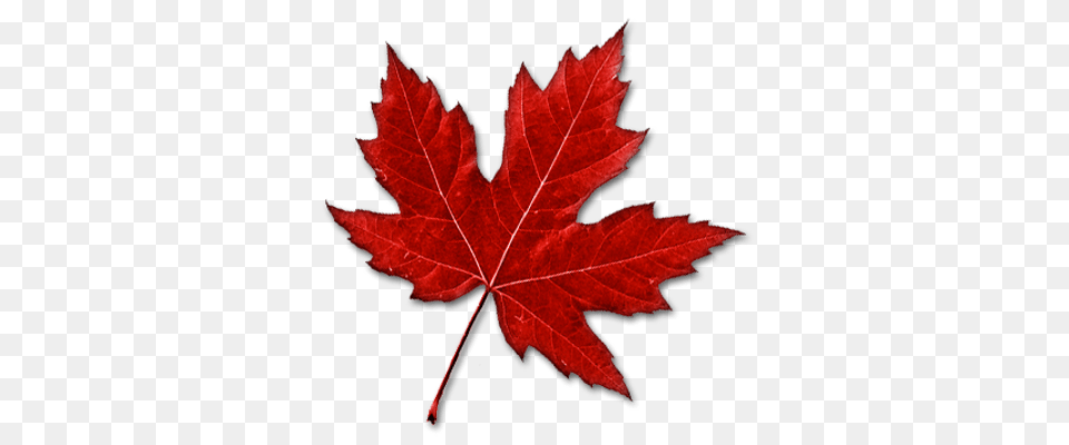 Faded Maple Leaf Transparent, Plant, Tree, Maple Leaf Free Png Download