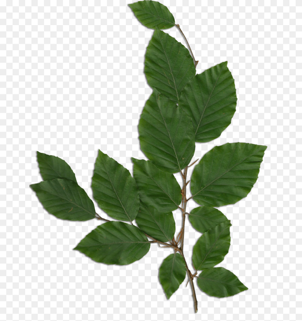 Fagus Foliage, Leaf, Plant, Tree, Annonaceae Free Png Download