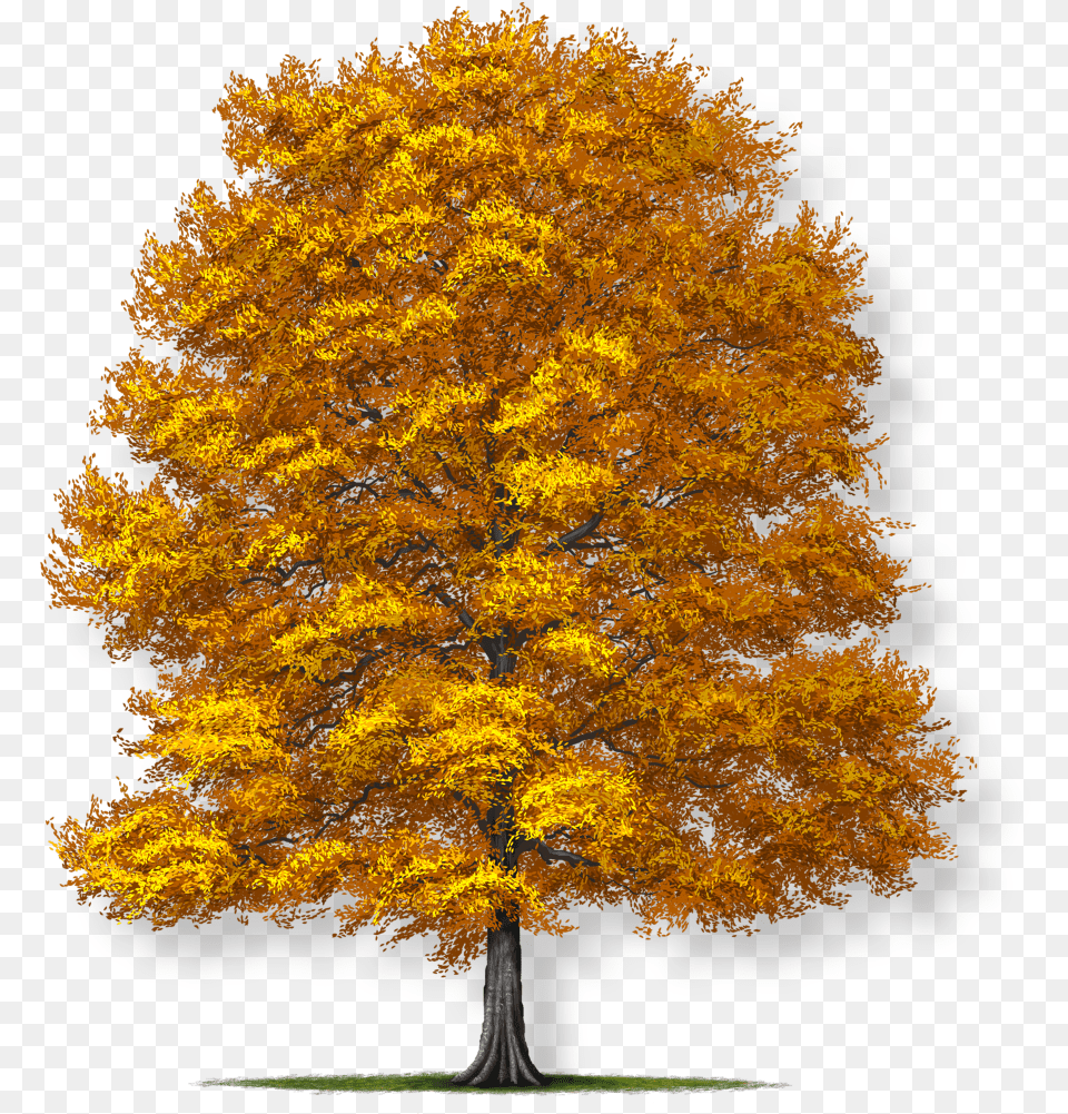 Fagus Grandifolia American Beech Tree, Maple, Plant, Leaf Free Png Download