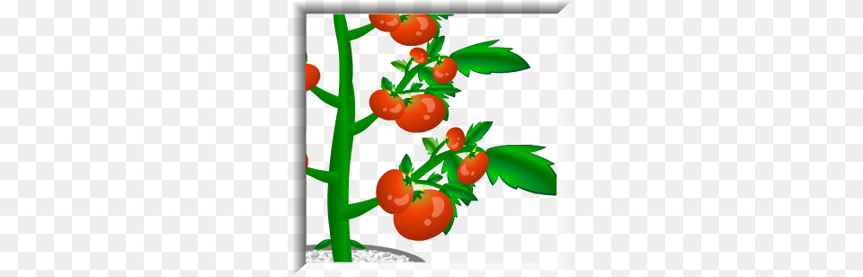 Fair Test, Food, Plant, Produce, Tomato Free Png