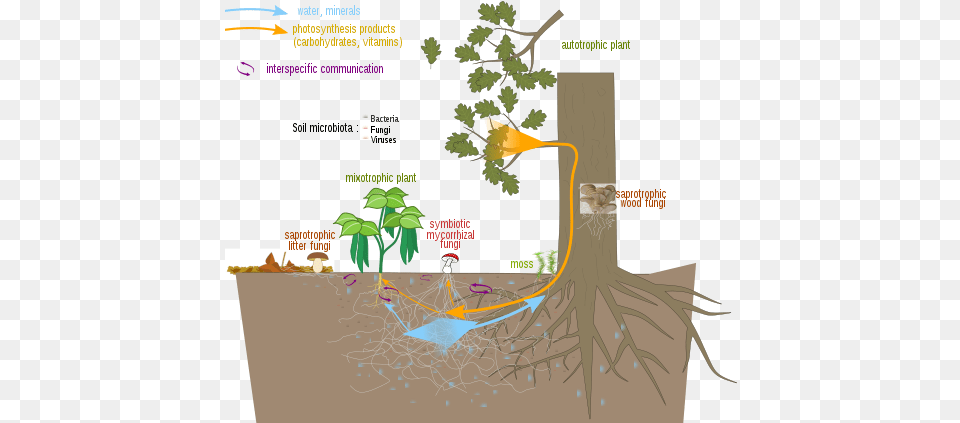 Fairfield Soil And Water Features Mycorrhizal Fungi, Plant, Vegetation, Root, Land Png Image