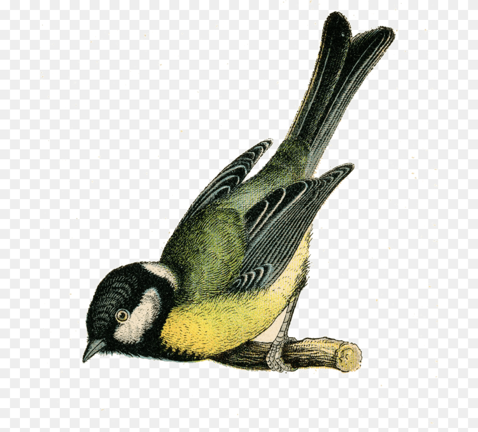 Fairy Bird Clipart Vintage Bird Illustration, Animal, Finch, Beak Png Image