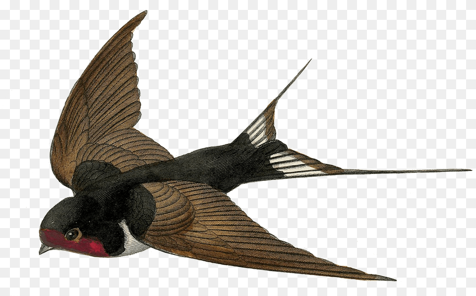 Fairy Bird Transparent Vintage Swallow Bird, Animal Png Image