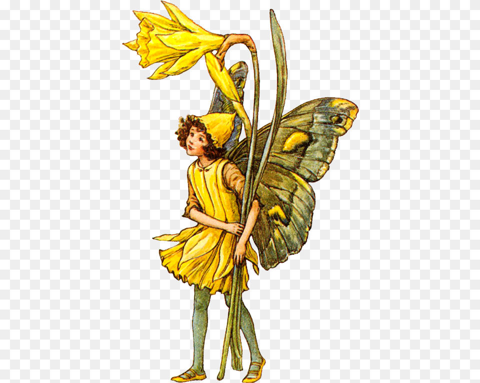 Fairy Clipart Flower Cicely Mary Barker Flower Fairies, Adult, Female, Person, Woman Free Png