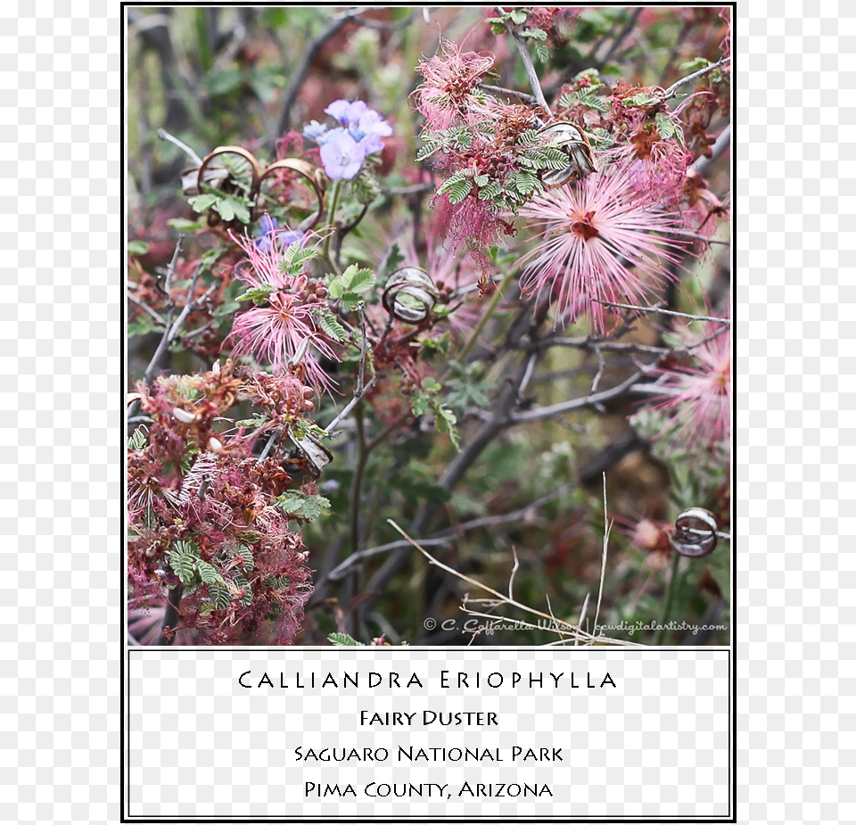 Fairy Duster Calliandra Eriophylla, Bud, Flower, Plant, Sprout Png Image