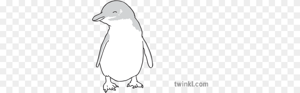 Fairy Penguin Black And White Illustration Twinkl Penguin, Animal, Beak, Bird, Person Free Png