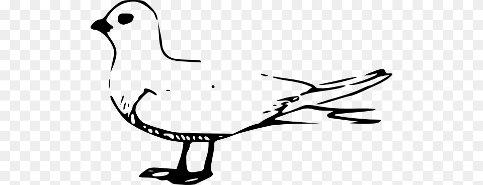 Fairy Tern Clip Art, Stencil, Animal, Bird, Seagull Free Png