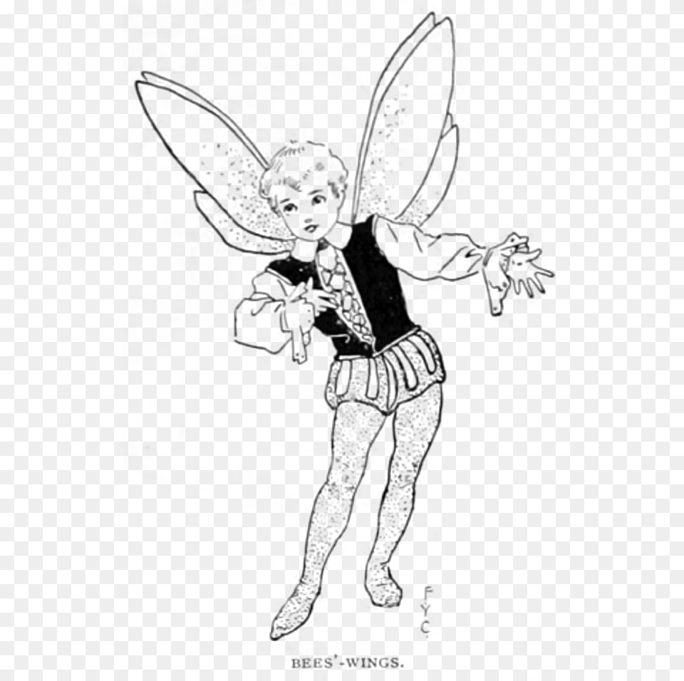 Fairy Wing, Lighting, Gray Png Image