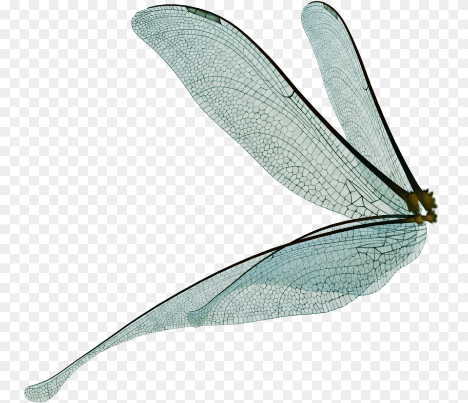 Fairy Wings, Animal, Dragonfly, Insect, Invertebrate Free Png