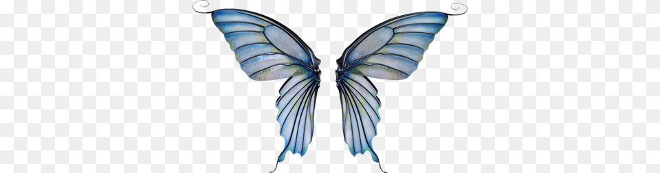 Fairy Wings Image, Animal, Bird, Flying Free Png