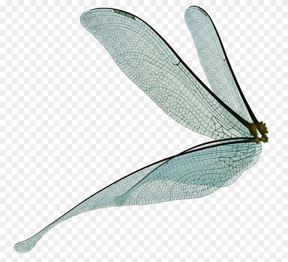 Fairy Wings Image, Animal, Insect, Invertebrate, Dragonfly Free Png