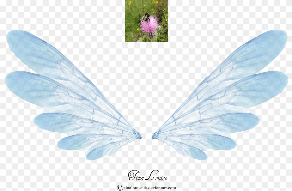 Fairy Wings Pink, Animal, Insect, Invertebrate Free Transparent Png