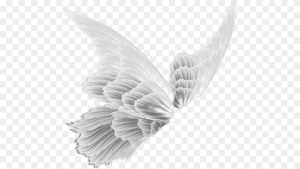 Fairy Wings Transparent, Art, Animal, Bird, Drawing Png Image