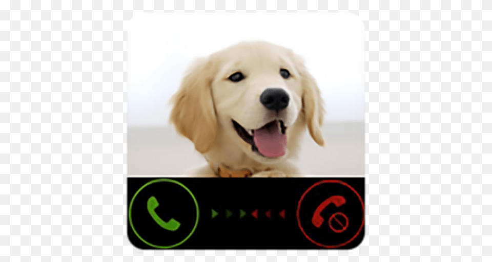 Fake Call From Dog Prank, Animal, Canine, Golden Retriever, Mammal Free Transparent Png