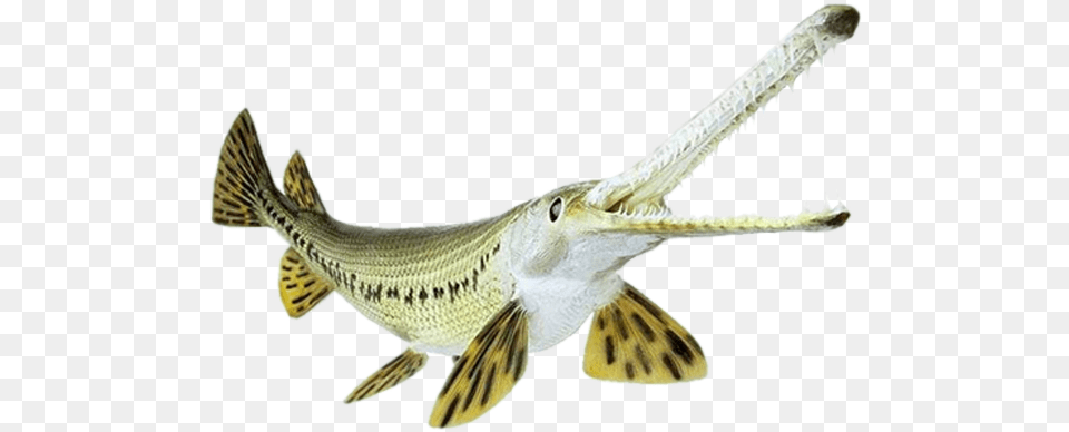 Fakta Unik Tentang Ikan Alligator Atractosteus Spatula Alligator Gar Birthday Cake, Animal, Fish, Sea Life Png Image