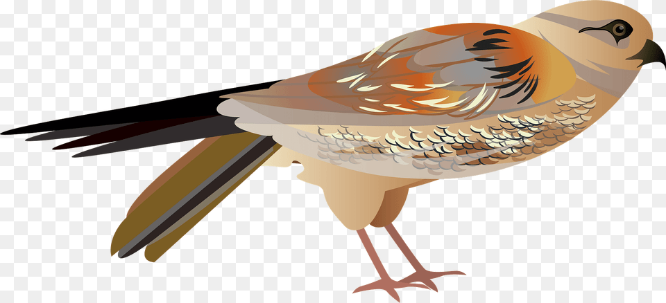 Falco Bird Clipart, Animal, Beak, Finch, Partridge Free Png Download