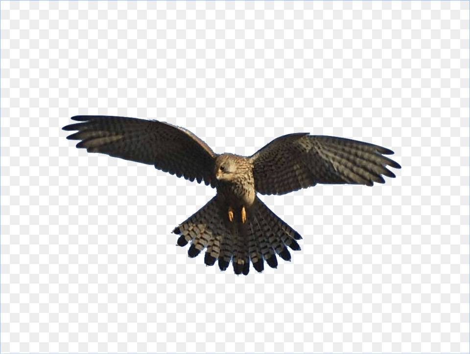 Falco L Aquila E Il Falco, Accipiter, Animal, Bird, Kite Bird Png
