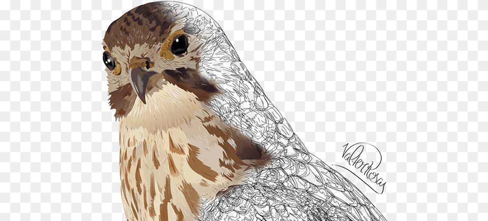 Falco Peregrinus Red Tailed Hawk, Animal, Beak, Bird, Accipiter Free Png