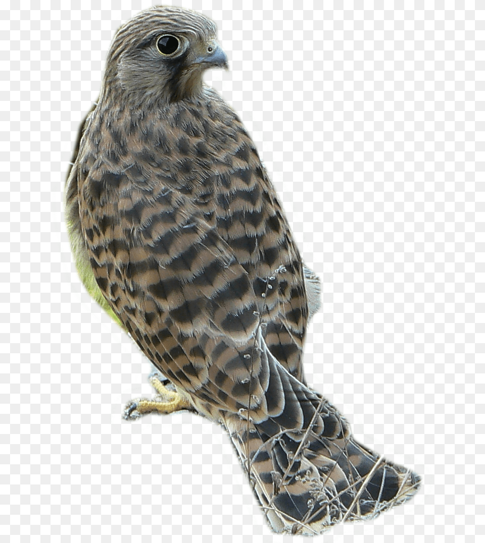 Falco Tinnunculus And Guttejn Transparent Bg Common Kestrel, Animal, Bird, Buzzard, Hawk Free Png Download