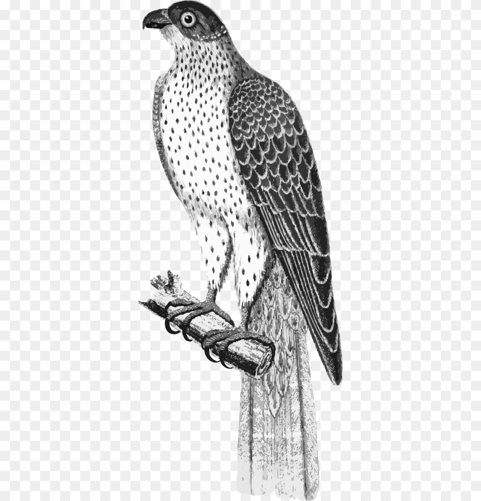 Falco Umbrinus Red Tailed Hawk, Accipiter, Animal, Bird Png Image
