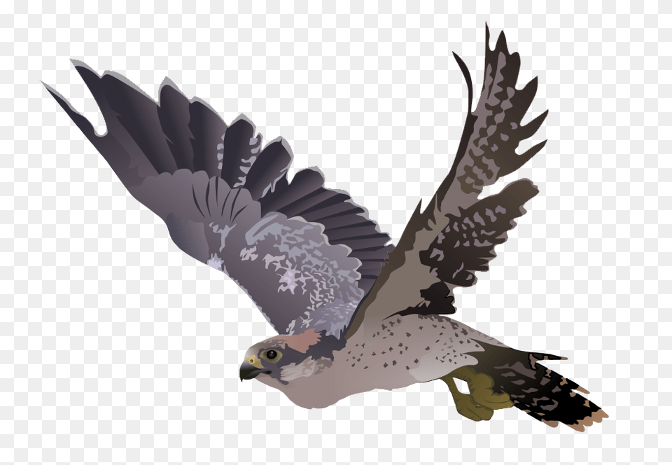 Falcon, Animal, Bird, Hawk, Buzzard Png